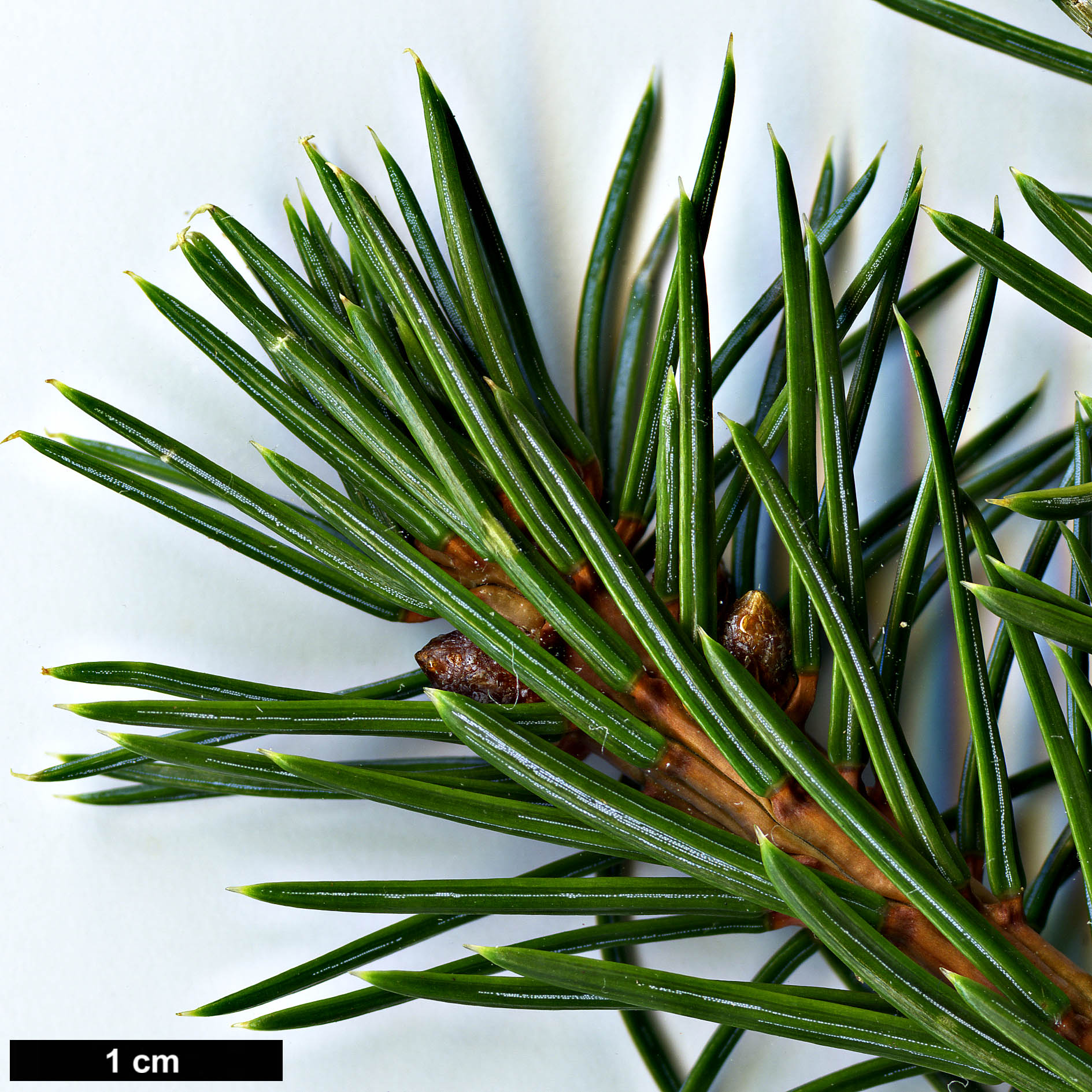 High resolution image: Family: Pinaceae - Genus: Picea - Taxon: ×moseri (P.jezoensis × P.mariana)